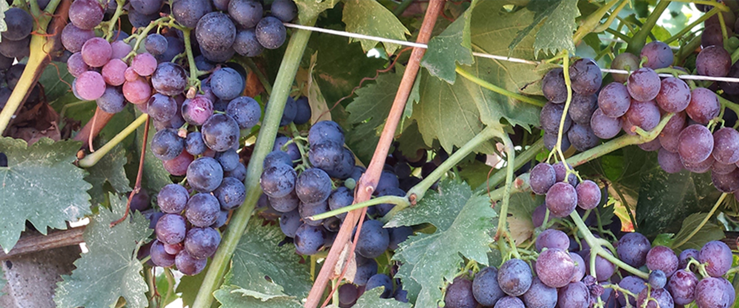 I nostri vini